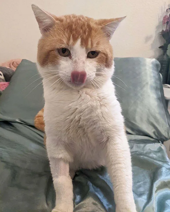 Macaroni thumbnail 3