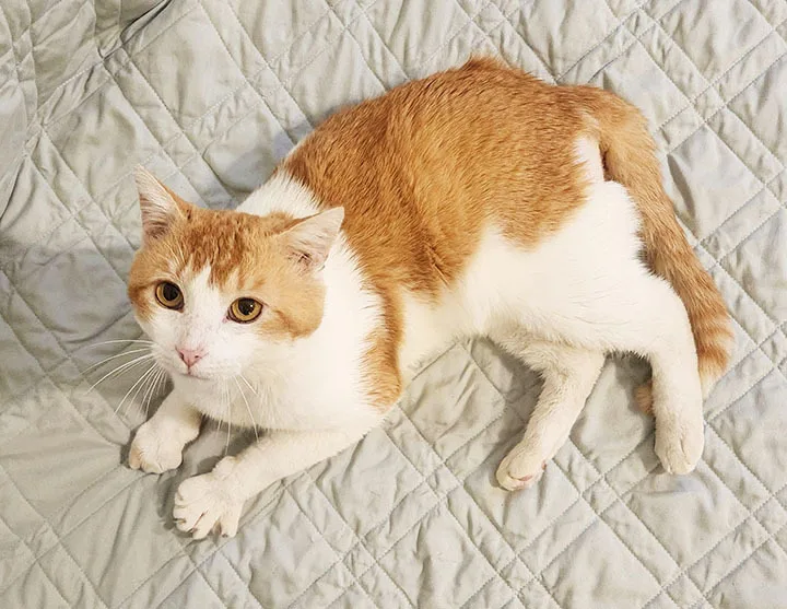 Macaroni thumbnail 4