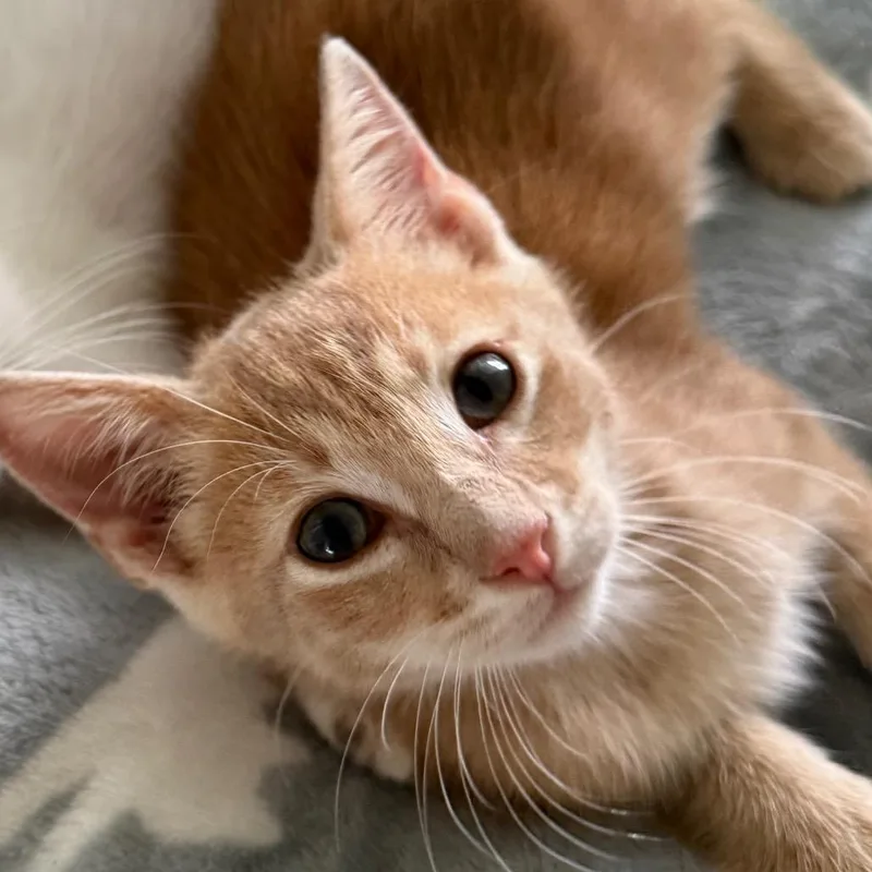 A baby small-sized male Orange / Red Domestic Short Hair cat named Splash for adoption in North Port, FL