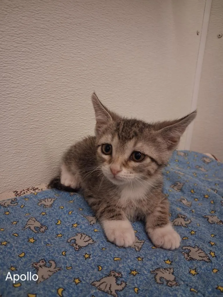 A baby small-sized male Domestic Short Hair cat named Apollo for adoption in Hot Springs, SD