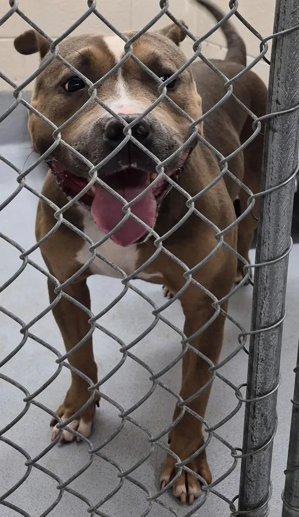 An adult medium-sized male Pit Bull Terrier dog named Pen d Ravioli for adoption in Lawrenceville, GA