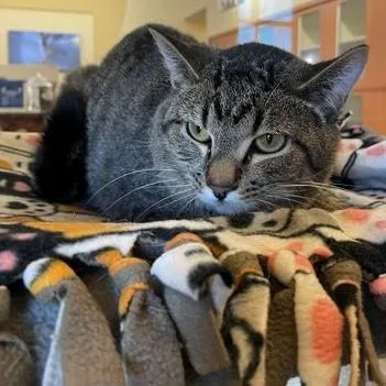 A young medium-sized male Tabby (Brown / Chocolate) Domestic Short Hair cat named Tom for adoption in Rochester, MN