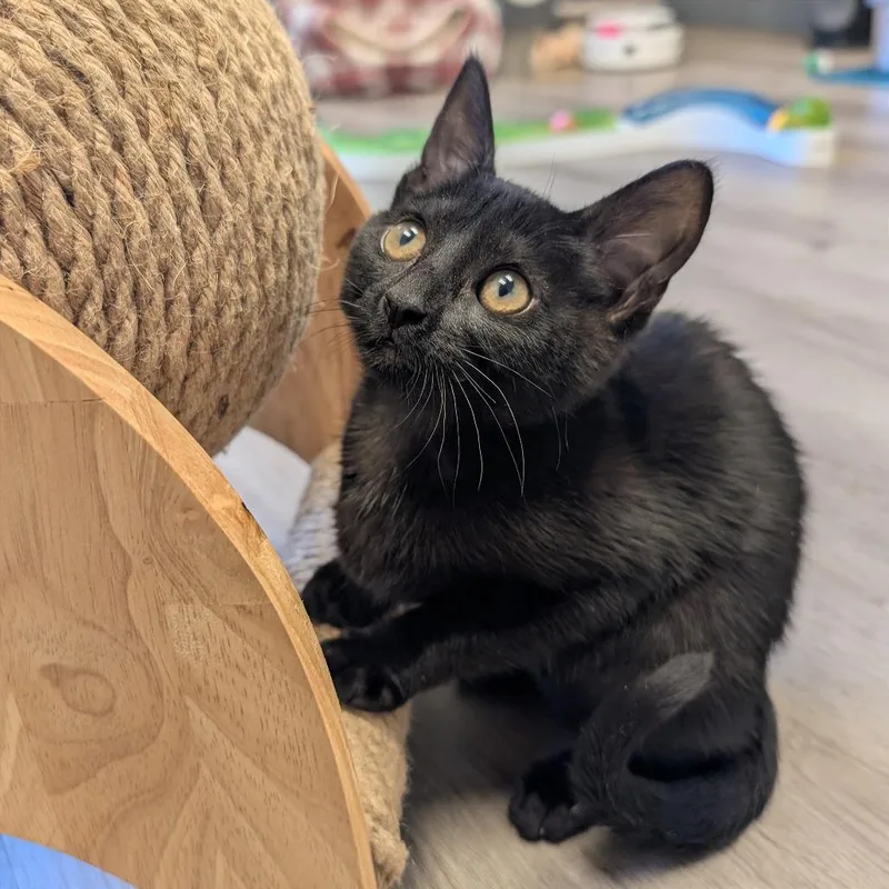 A baby small-sized female Black Domestic Short Hair cat named Mocha for adoption in Pleasant Hill, CA