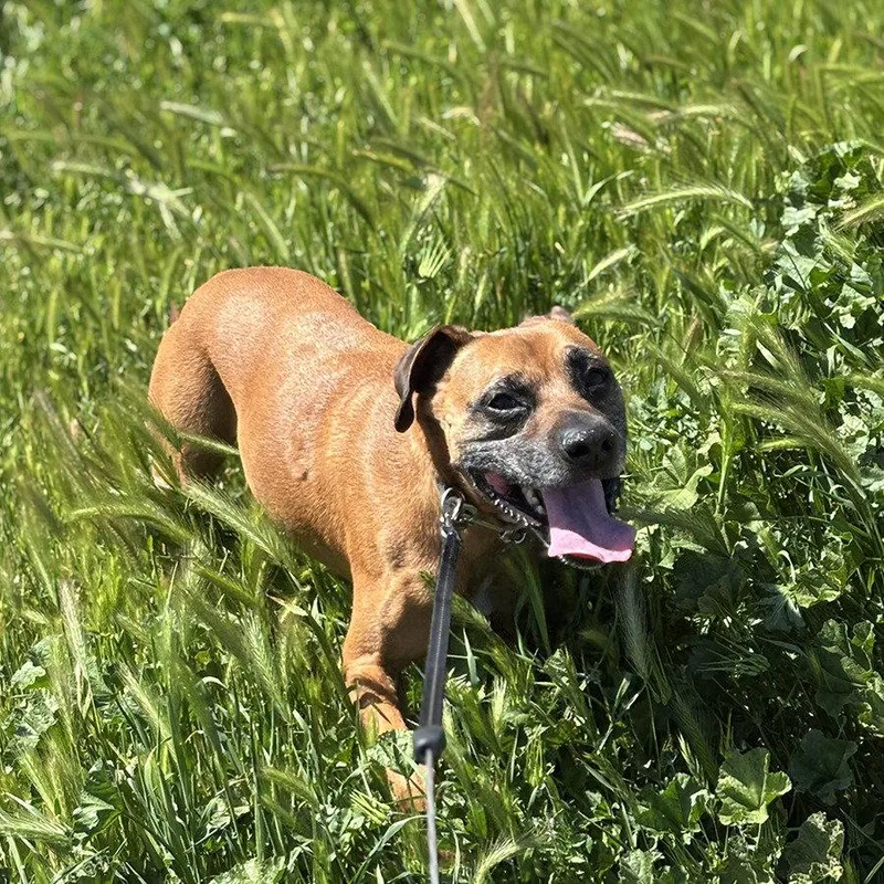An adult medium-sized male Boxer dog named Rocky for adoption in Chico, CA