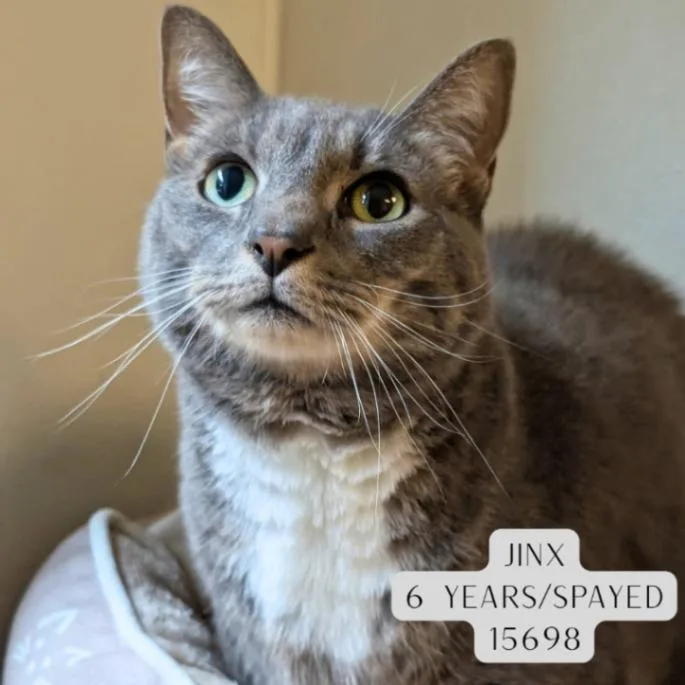 An adult medium-sized female Tabby (Gray / Blue / Silver) Domestic Medium Hair cat named Jinx for adoption in Supply, NC