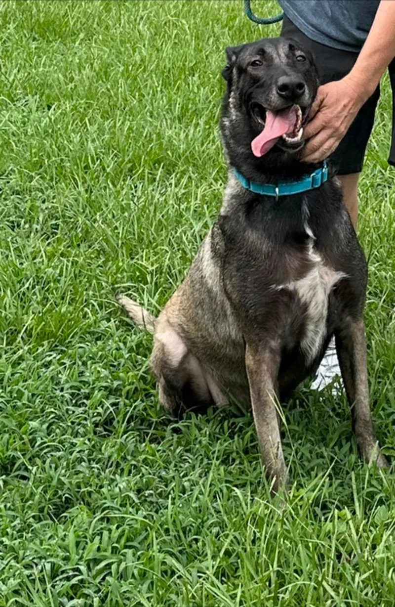 An adult extra large-sized male Belgian Shepherd / Malinois dog named Landon for adoption in Winter haven, FL