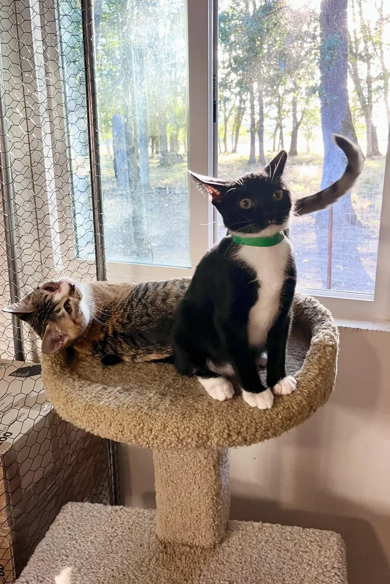 A baby small-sized male Black & White / Tuxedo Domestic Short Hair cat named Larry for adoption in Eugene, OR