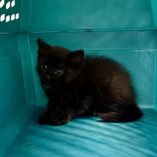 A baby small-sized female Domestic Short Hair cat named Abyss for adoption in Des Moines, IA