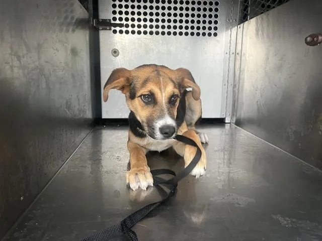 A baby medium-sized male German Shepherd Dog dog named Cinder for adoption in Garland, TX