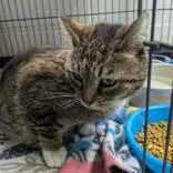 An adult medium-sized female Tabby (Brown / Chocolate) Domestic Short Hair cat named Cherish for adoption in Portsmouth, OH