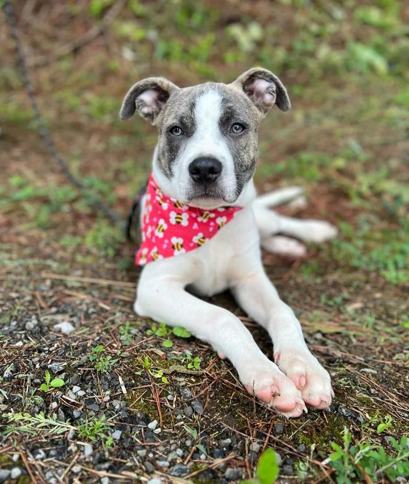 A baby medium-sized male Mixed Breed dog named Benito for adoption in Ellijay, GA