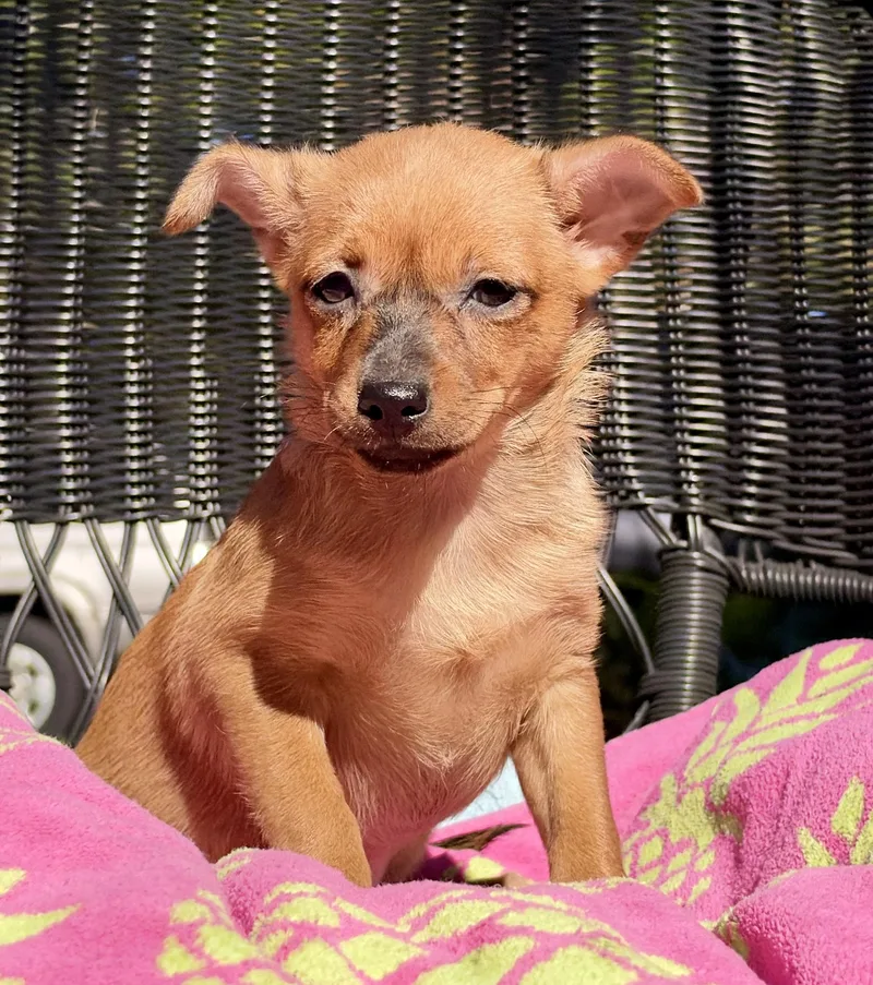 A baby small-sized female Yellow / Tan / Blond / Fawn Mixed Breed dog named Clairee for adoption in Mt Pleasant, SC