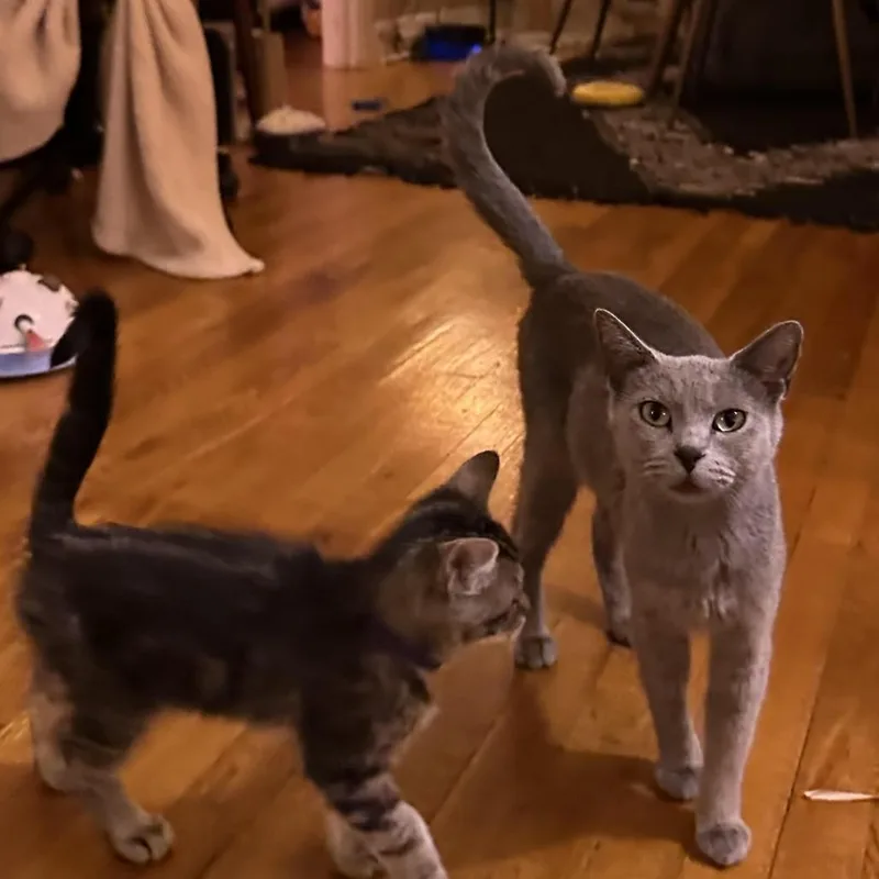An adult small-sized female Gray / Blue / Silver Domestic Short Hair cat named Rosie for adoption in Los Angeles, CA