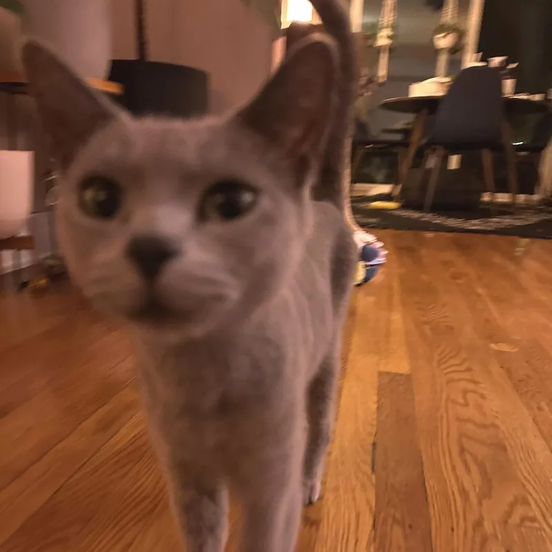 Rosie thumbnail 2