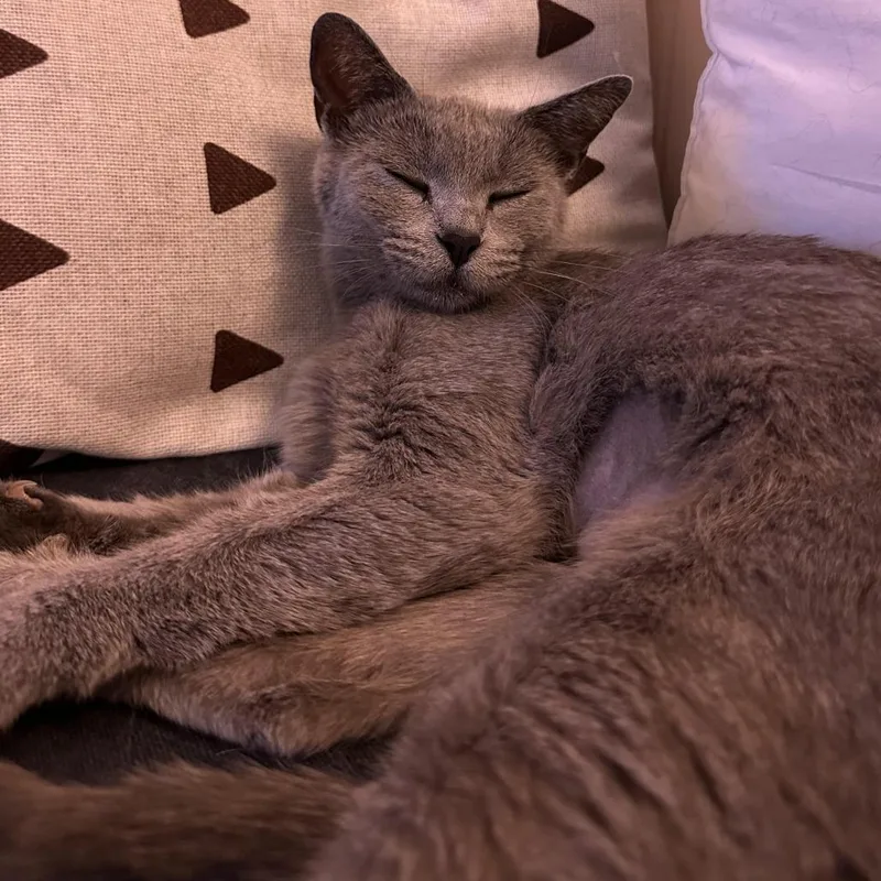 Rosie thumbnail 3