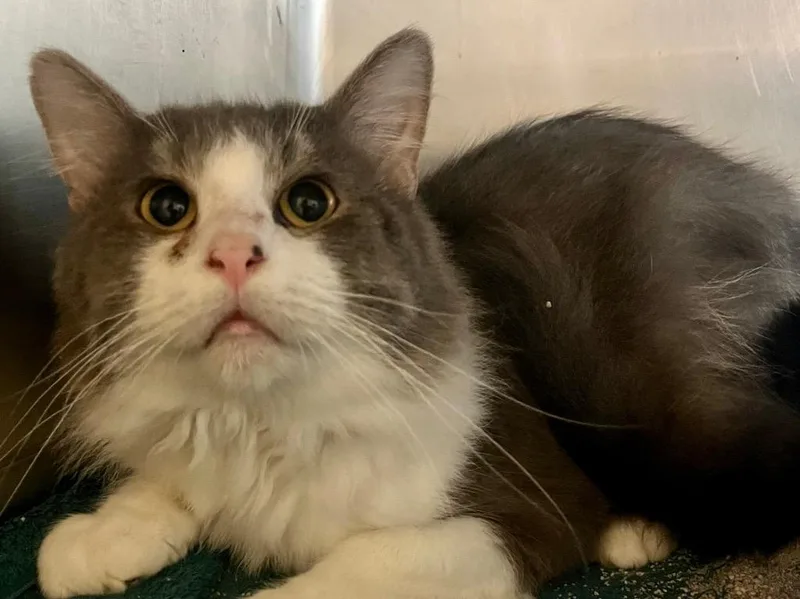 An adult medium-sized male Domestic Medium Hair cat named Angus for adoption in Lima, OH