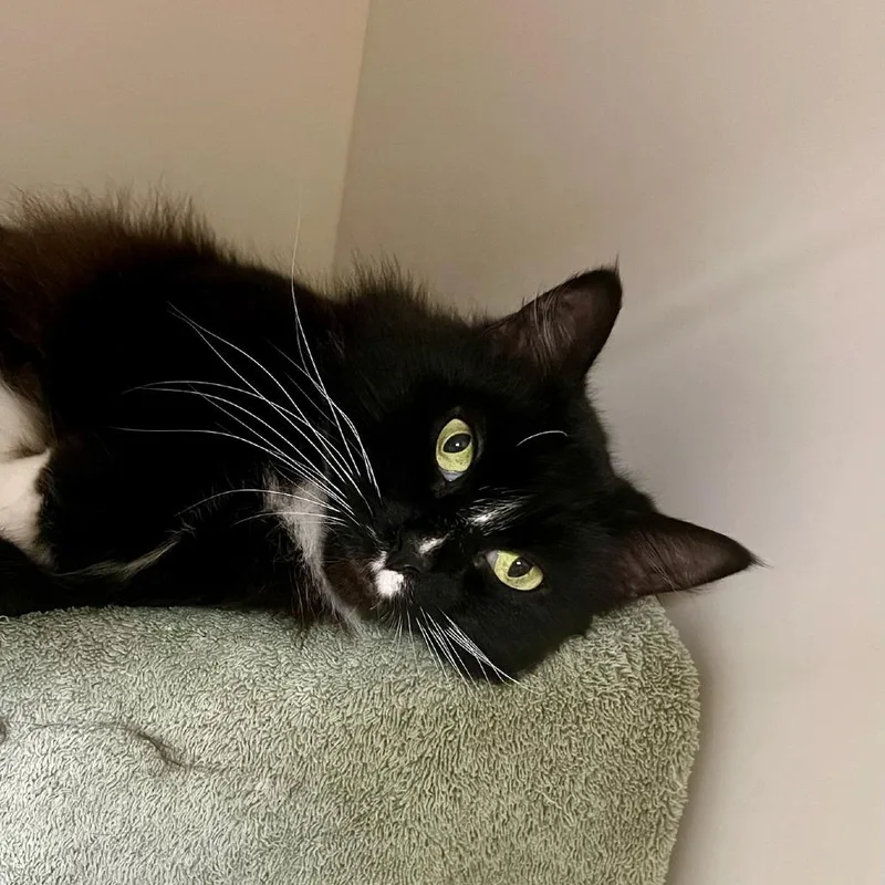 An adult large-sized female Black Domestic Medium Hair cat named Ricci for adoption in Tacoma, WA