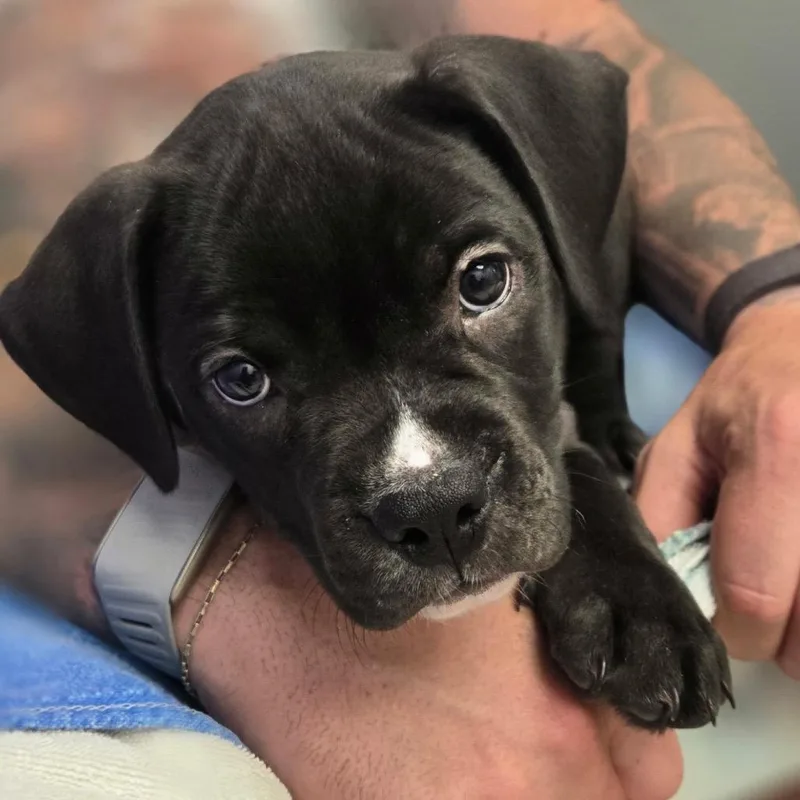 A baby small-sized male Black Boxer dog named Easton for adoption in York, PA