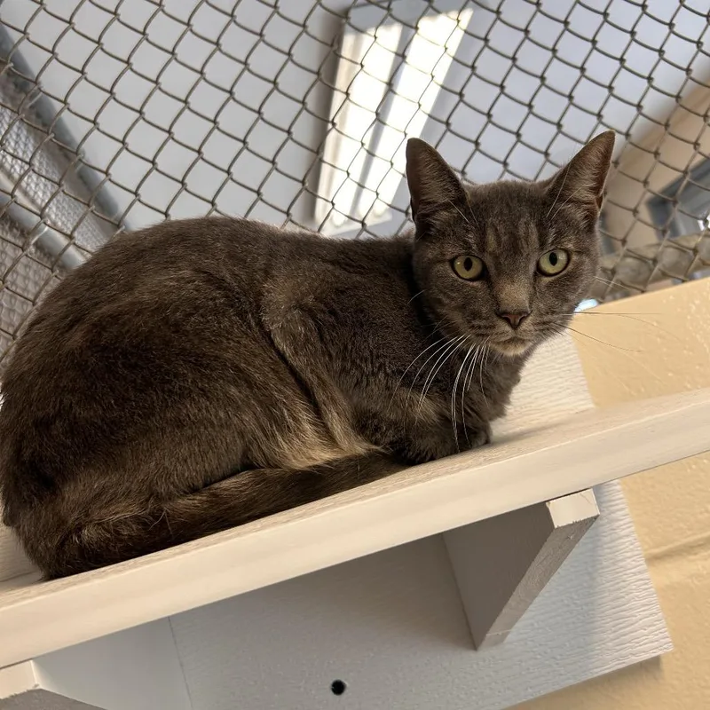 An adult medium-sized female Domestic Short Hair cat named Boudica for adoption in Birdsboro, PA