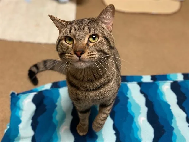 A young small-sized male Domestic Short Hair cat named Tigre for adoption in Fort Wayne, IN