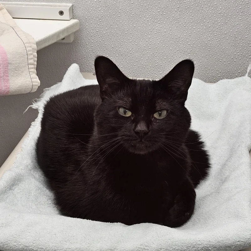 A young medium-sized male Black Domestic Short Hair cat named Shadow for adoption in Medfield, MA