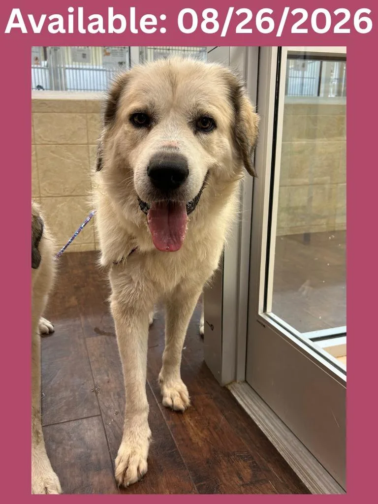 An adult extra large-sized female Anatolian Shepherd dog named Dog Kennel Venus for adoption in Greenville, TX