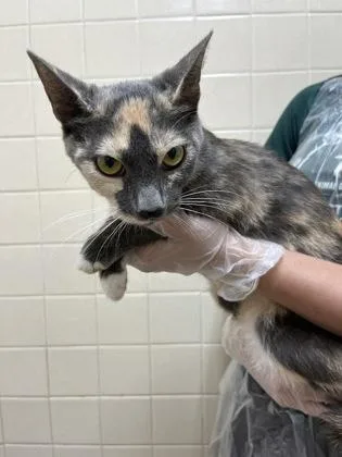 An adult medium-sized female Domestic Short Hair cat named Peaches for adoption in San Antonio, TX