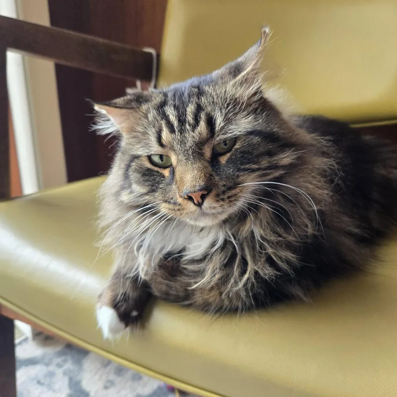 An adult large-sized male Domestic Long Hair cat named Dewey for adoption in Rochester, NY