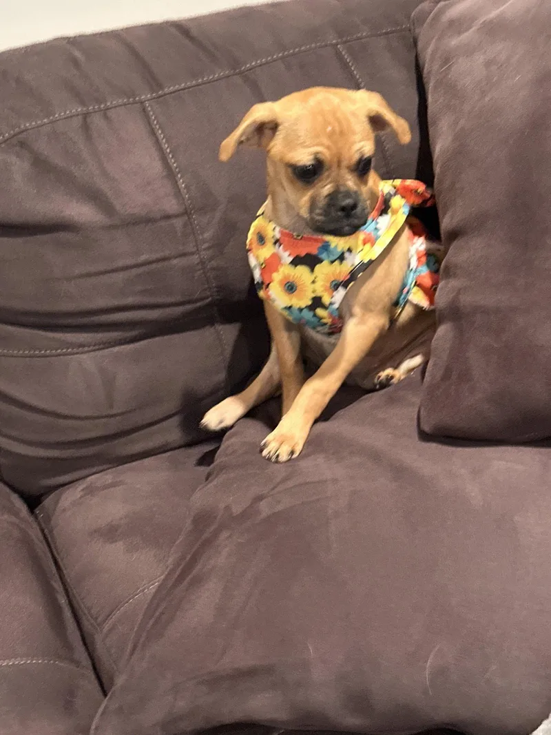 A baby small-sized female Pug dog named Baixa for adoption in Morganville, NJ