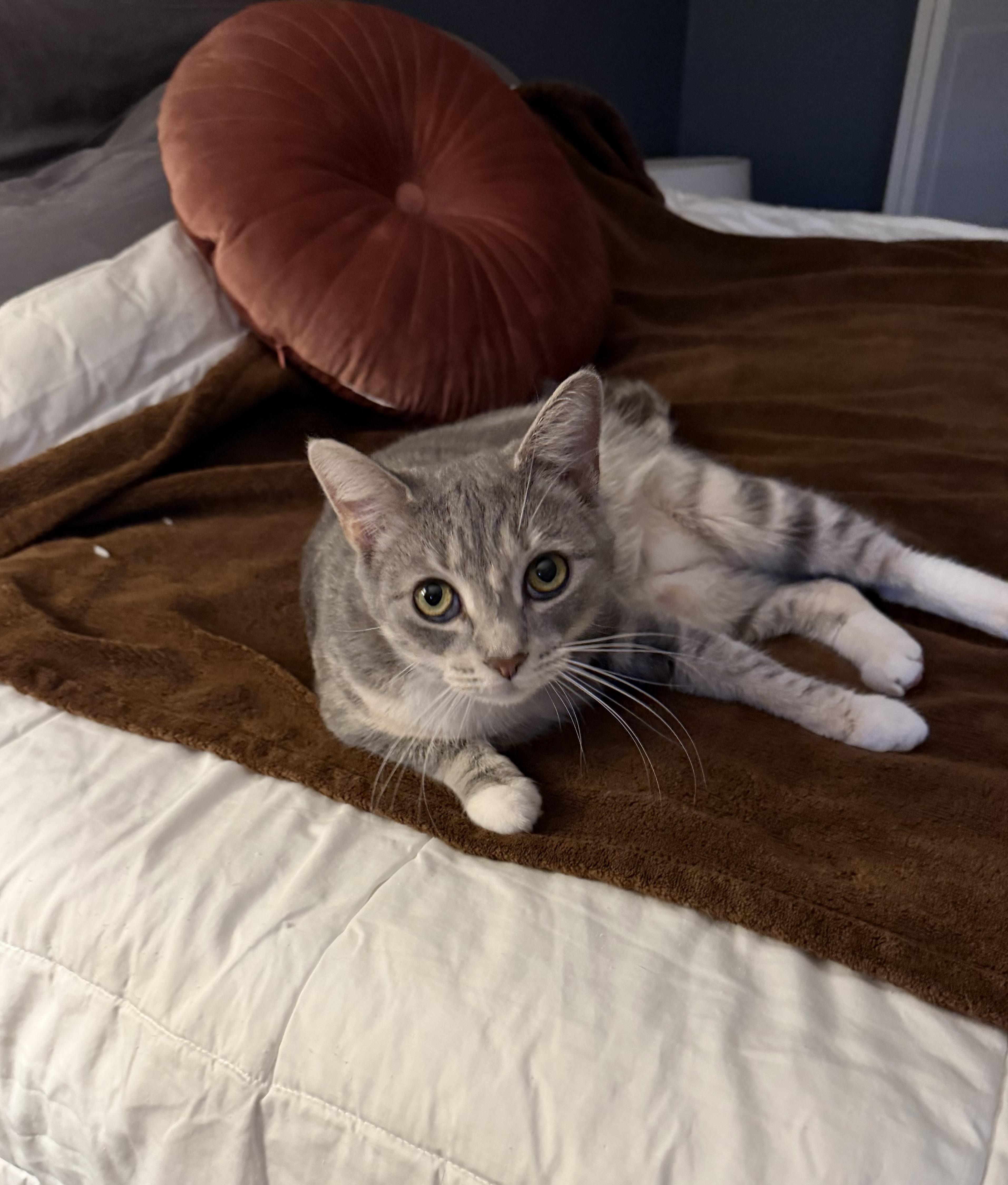 A young medium-sized female Tabby (Gray / Blue / Silver) Domestic Short Hair cat named Millie for adoption in Bloomfield, NJ
