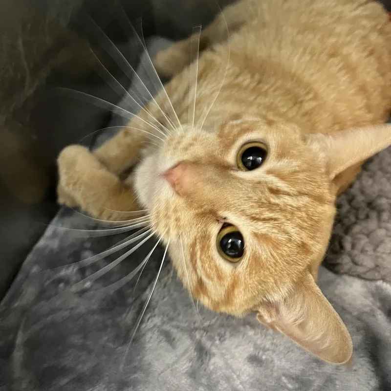 An adult medium-sized female Orange / Red Domestic Short Hair cat named Peep for adoption in PITTSBURGH, PA