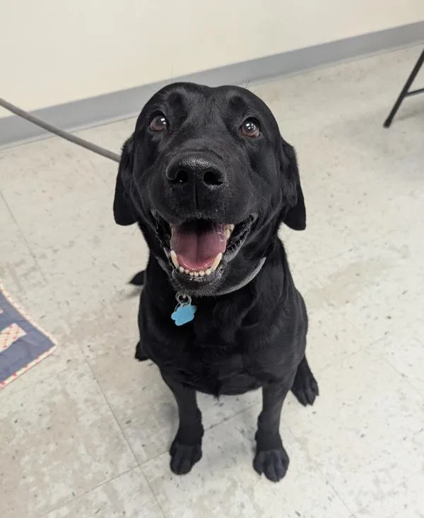 An adult large-sized male Labrador Retriever dog named Bubba for adoption in Salt Lake City, UT