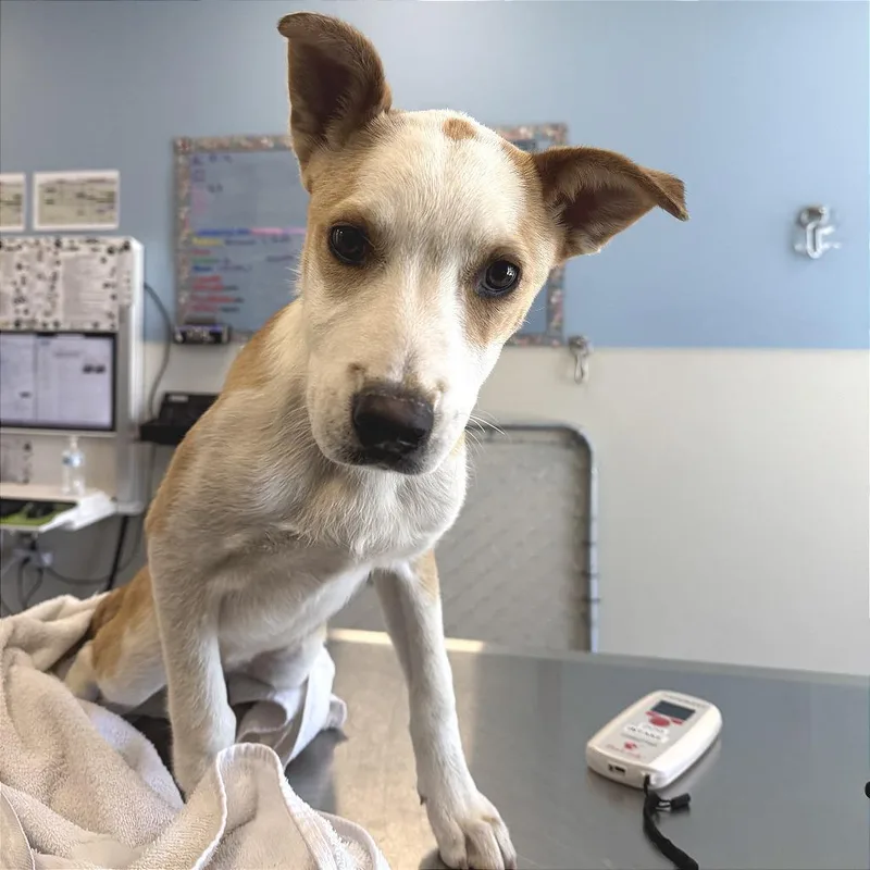 A baby small-sized female Yellow / Tan / Blond / Fawn Mixed Breed dog named Tinker Bell for adoption in Las Cruces, NM