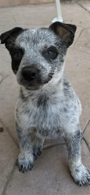 A baby small-sized female Australian Cattle Dog / Blue Heeler dog named Raspado for adoption in Riverside, CA