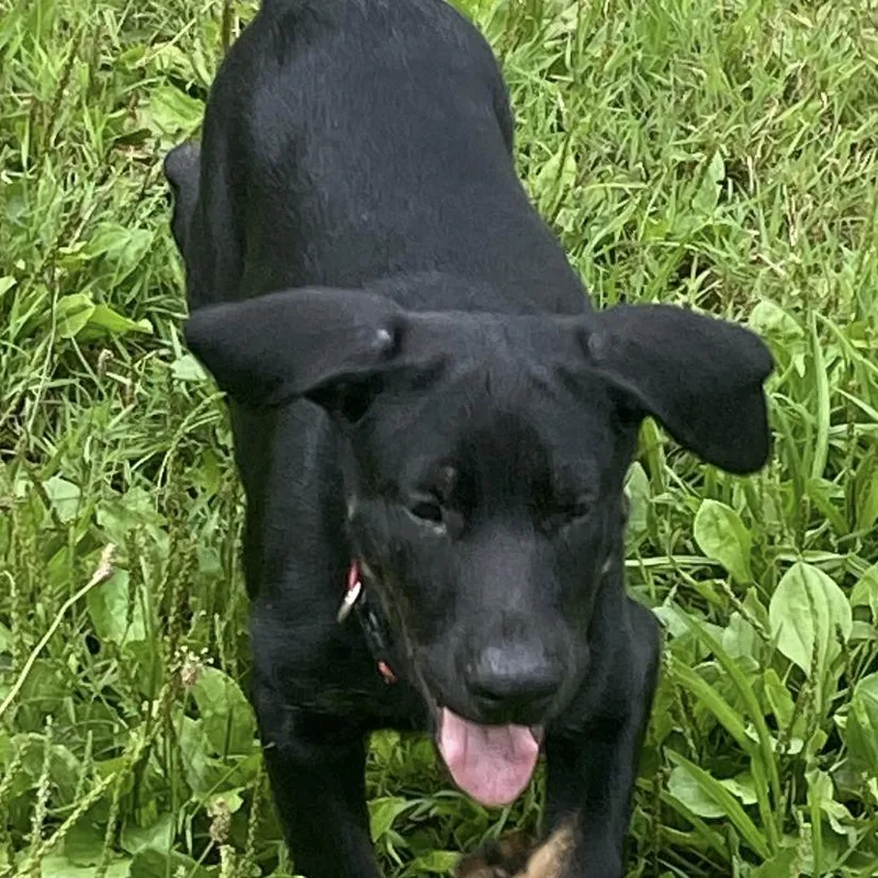 A baby large-sized female Black Doberman Pinscher dog named Daisy for adoption in Columbia, MO