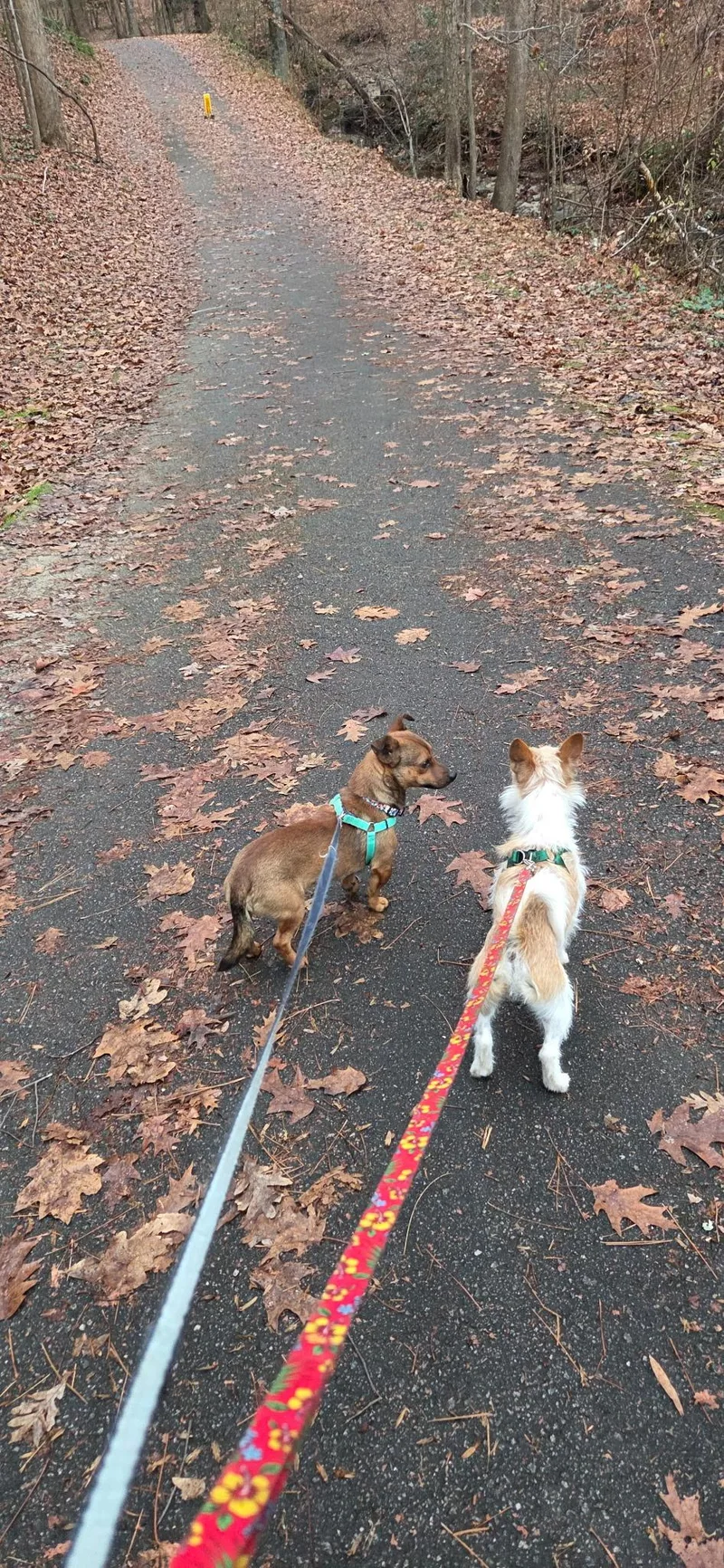 Little Red thumbnail 2