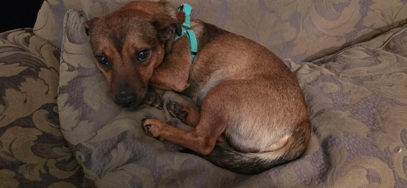 Little Red thumbnail 3