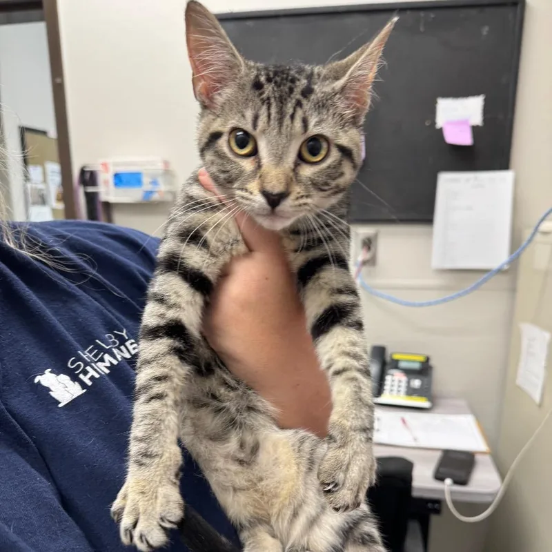 A baby small-sized female Buff / Tan / Fawn Domestic Short Hair cat named Wax Warmer for adoption in Columbiana, AL
