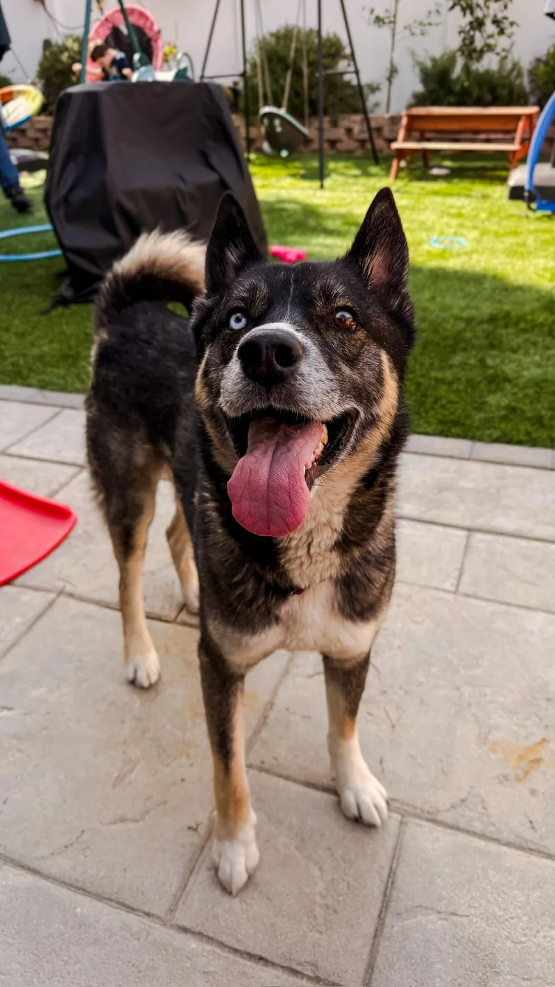 A young medium-sized male Husky dog named Gunnar for adoption in santa monica, CA
