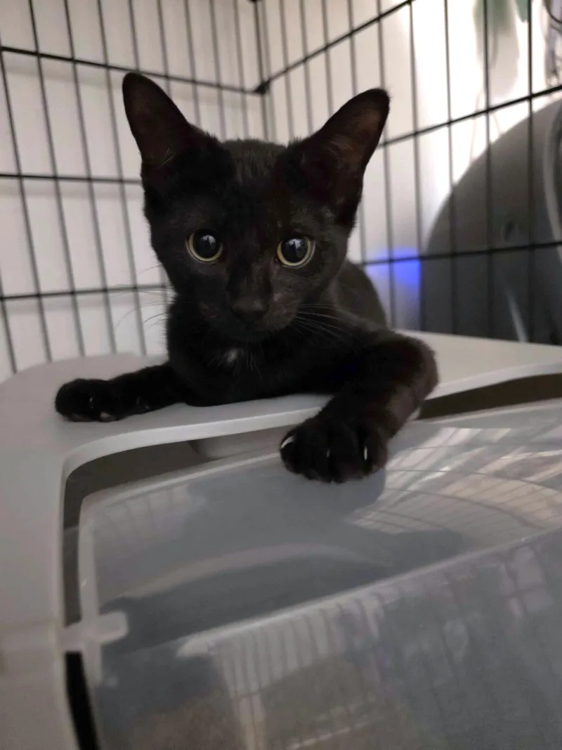 A baby small-sized female Domestic Short Hair cat named Domino for adoption in Piscataway, NJ