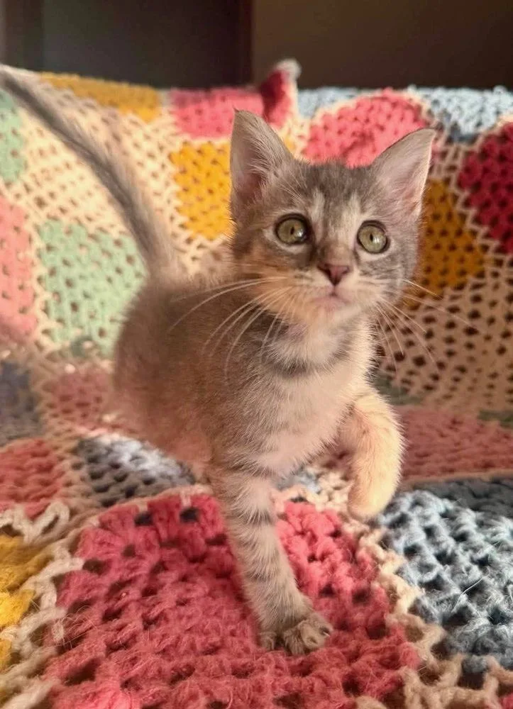 A baby small-sized female Gray / Blue / Silver Domestic Short Hair cat named Chalupa for adoption in Shawnee, OK