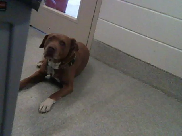 An adult medium-sized male Pit Bull Terrier dog named Boomer for adoption in Loveland, CO