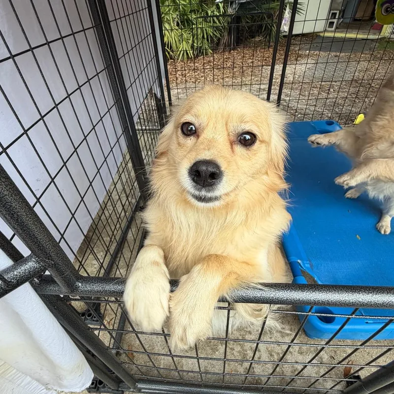 A young small-sized male Yellow / Tan / Blond / Fawn Mixed Breed dog named Bowie for adoption in North Port, FL