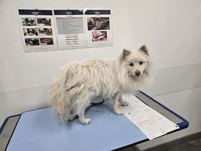 An adult small-sized male American Eskimo Dog dog named Mr Puffle Pop Party for adoption in Mesa, AZ