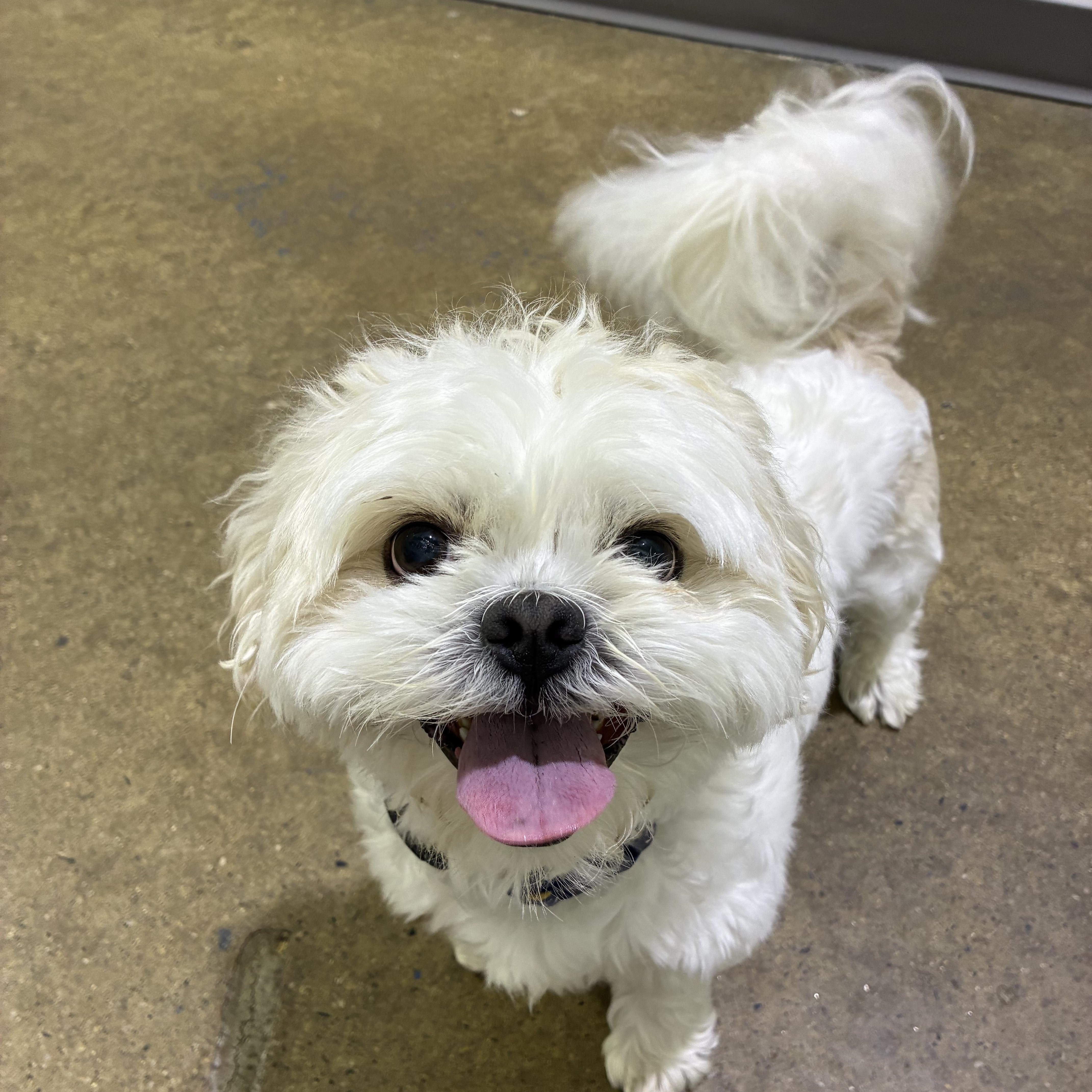 An adult small-sized male White / Cream Shih Tzu dog named Leo for adoption in Edgewood, MD