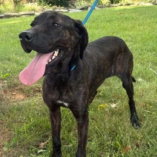 A young medium-sized female Plott Hound dog named Memphis for adoption in Spring Hill, TN