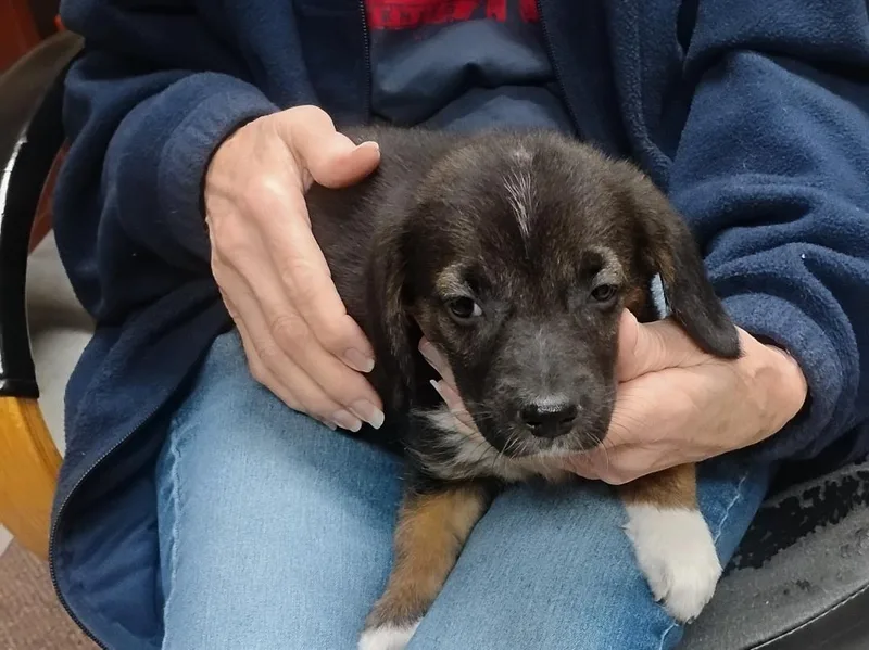 A baby medium-sized male German Shepherd Dog dog named Alvin for adoption in Sulphur, OK