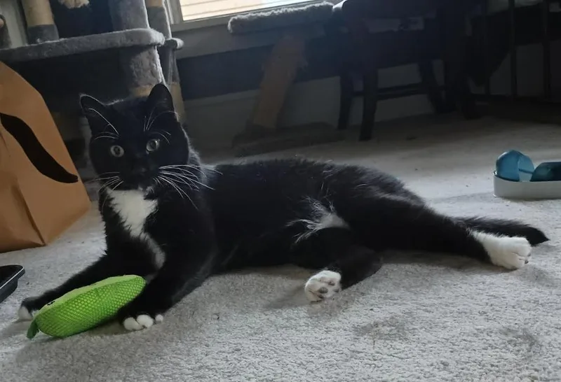 An adult medium-sized male Black & White / Tuxedo Tuxedo cat named Remy for adoption in Minneapolis, MN