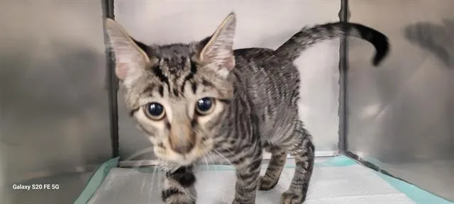A baby small-sized male Domestic Short Hair cat named Mr.gray for adoption in Panama City, FL