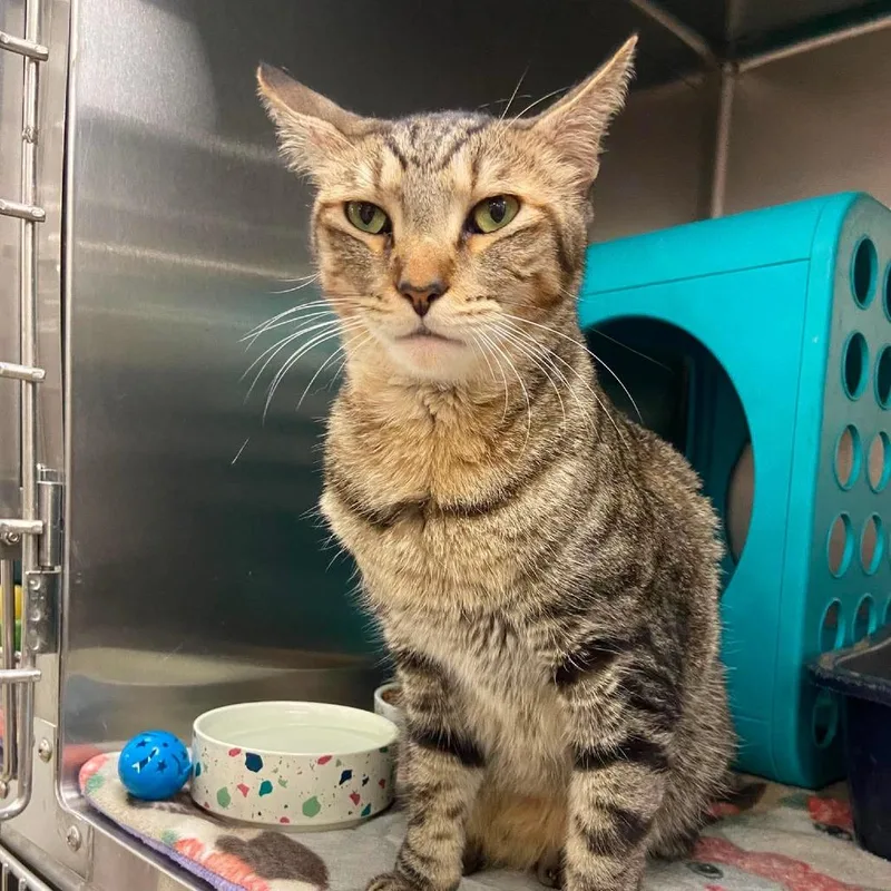 An adult large-sized male Brown / Chocolate Domestic Short Hair cat named Alvin for adoption in Williston, FL
